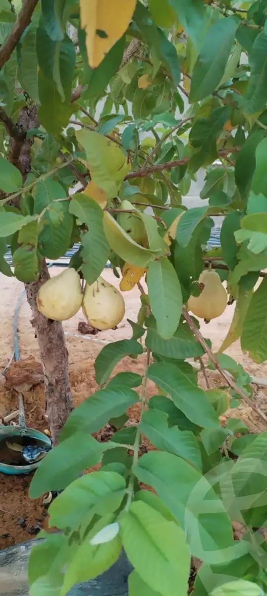 https://aqarmap.com.eg/ar/listing/5797731-for-sale-cairo-ljyz-bahariya-oasis