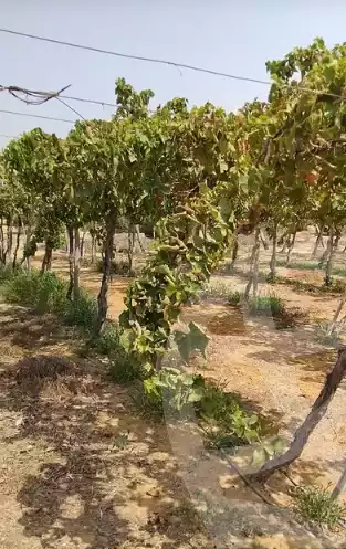 https://aqarmap.com.eg/ar/listing/6233519-for-sale-beheira-wadi-el-natrun