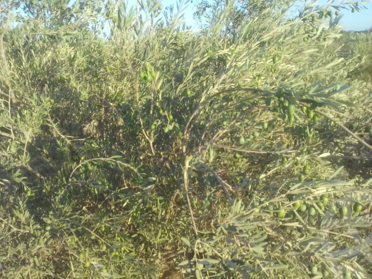 https://aqarmap.com.eg/ar/listing/6255203-for-sale-suez-suez-city-suez-city