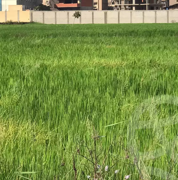 https://aqarmap.com.eg/ar/listing/6263526-for-sale-dakahlia-mansoura-el-mansoura-city