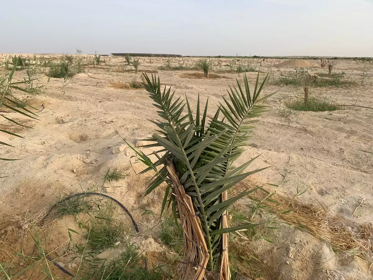 https://aqarmap.com.eg/ar/listing/6265926-for-sale-new-valley-farafra