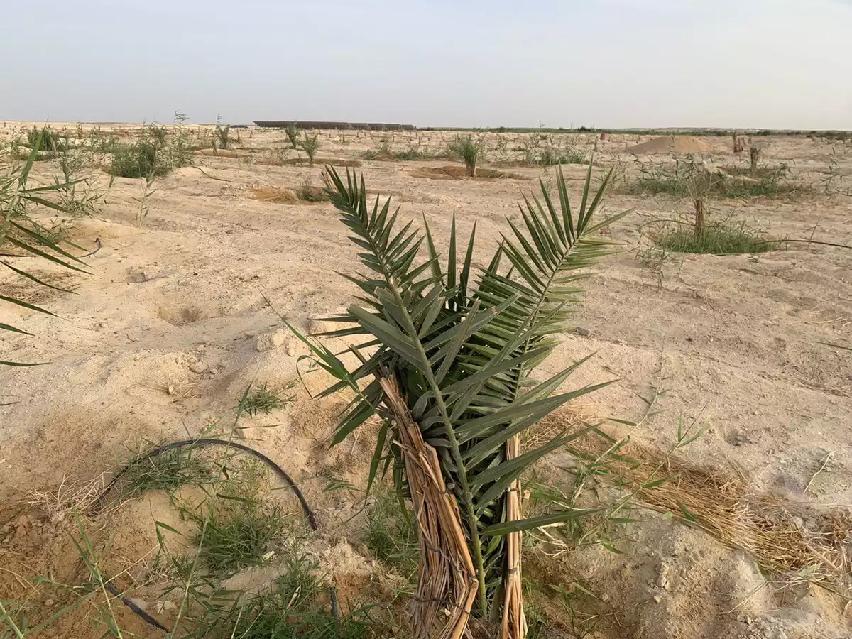 https://aqarmap.com.eg/ar/listing/6265926-for-sale-new-valley-farafra