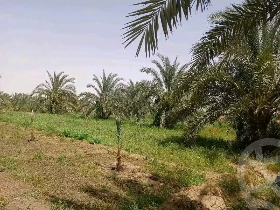 https://aqarmap.com.eg/ar/listing/6270896-for-sale-new-valley-kharga-oasis-hai-el-zhour
