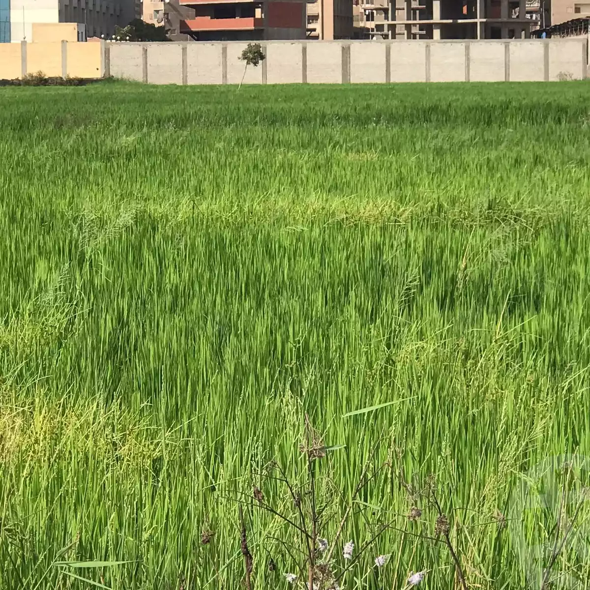 https://aqarmap.com.eg/ar/listing/6279151-for-sale-dakahlia-mansoura