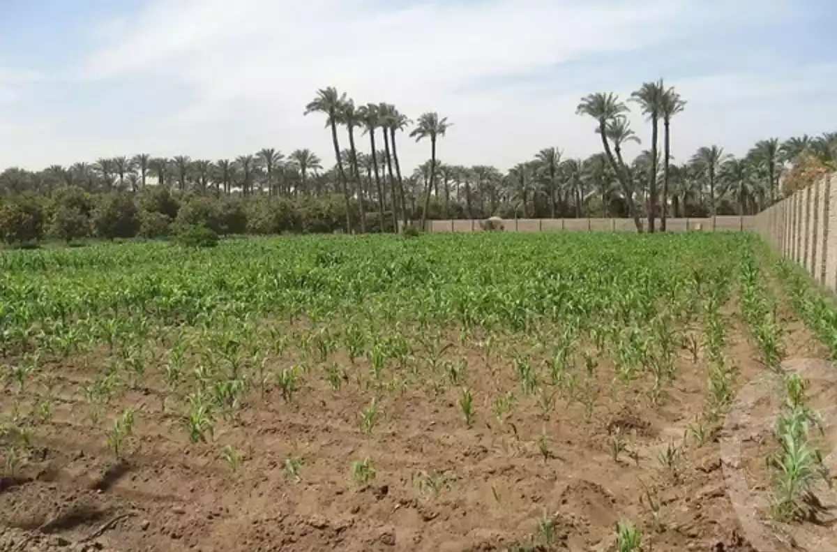 https://aqarmap.com.eg/en/listing/6444817-for-sale-cairo-el-mansuriyyah