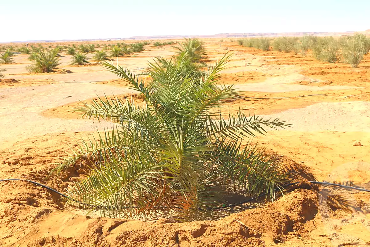 https://aqarmap.com.eg/ar/listing/6673600-for-sale-marsa-matruh-siwa-oasis-wahet-siwaa-city