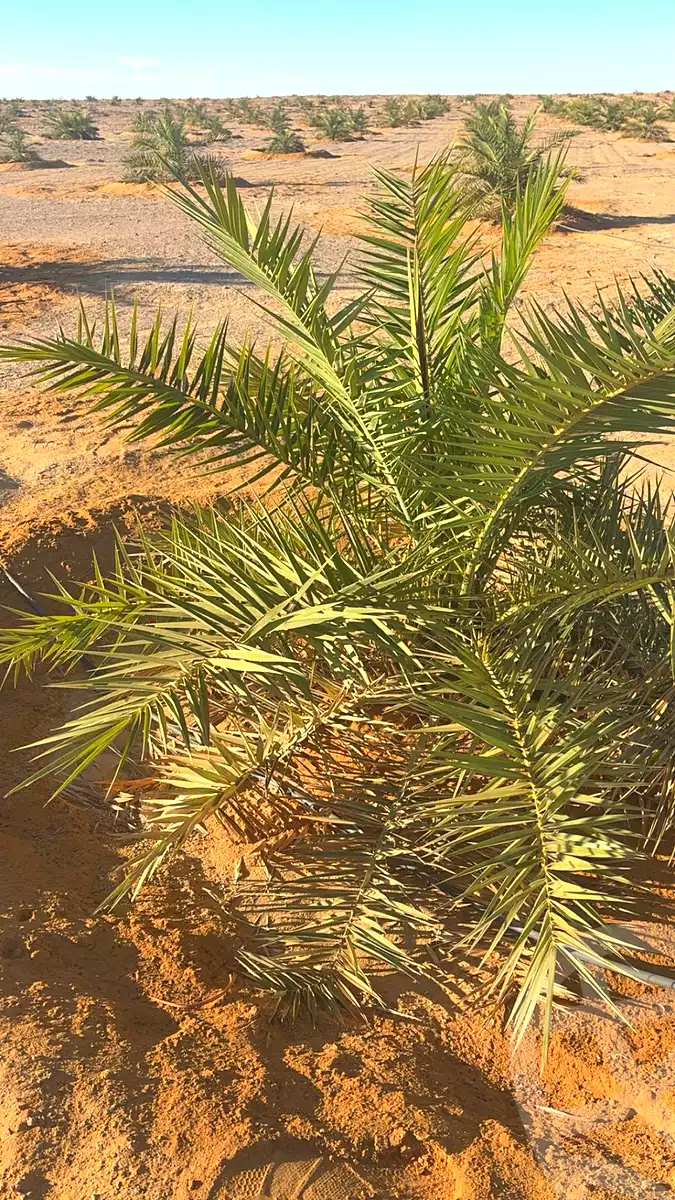 https://aqarmap.com.eg/ar/listing/6673600-for-sale-marsa-matruh-siwa-oasis-wahet-siwaa-city
