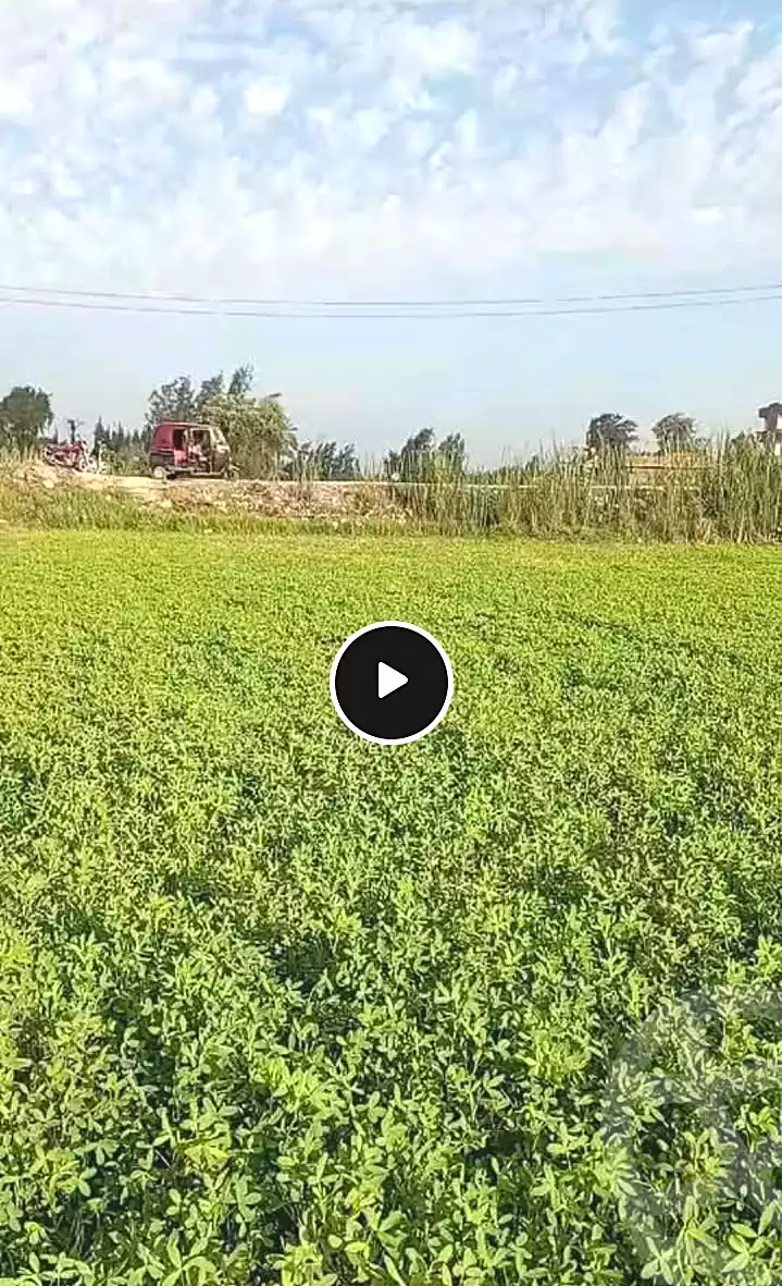https://aqarmap.com.eg/en/listing/6790680-for-sale-dakahlia-sherbeen-Mahallat-anshak