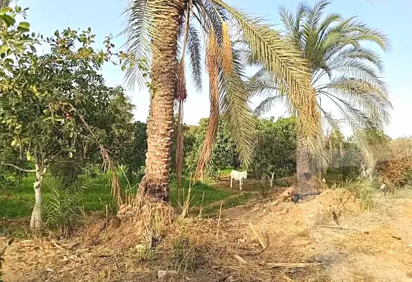 https://aqarmap.com.eg/en/listing/6802337-for-sale-suez-el-ganain-shandoura-village