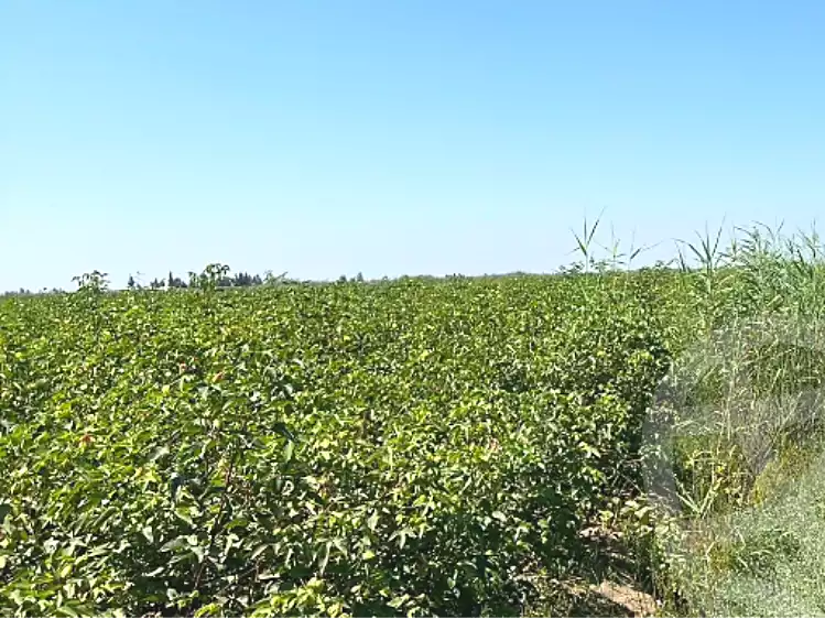 https://aqarmap.com.eg/en/listing/6825529-for-sale-ismailia-el-qantara