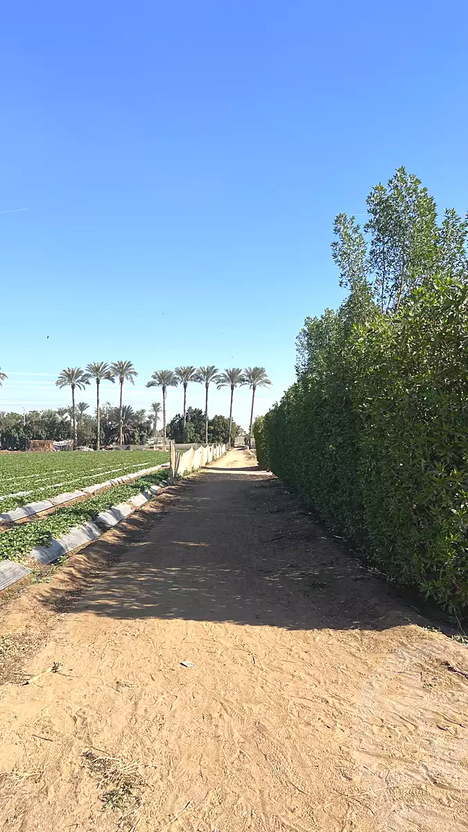 https://aqarmap.com.eg/en/listing/6846510-for-sale-cairo-el-mansuriyyah-el-saliba