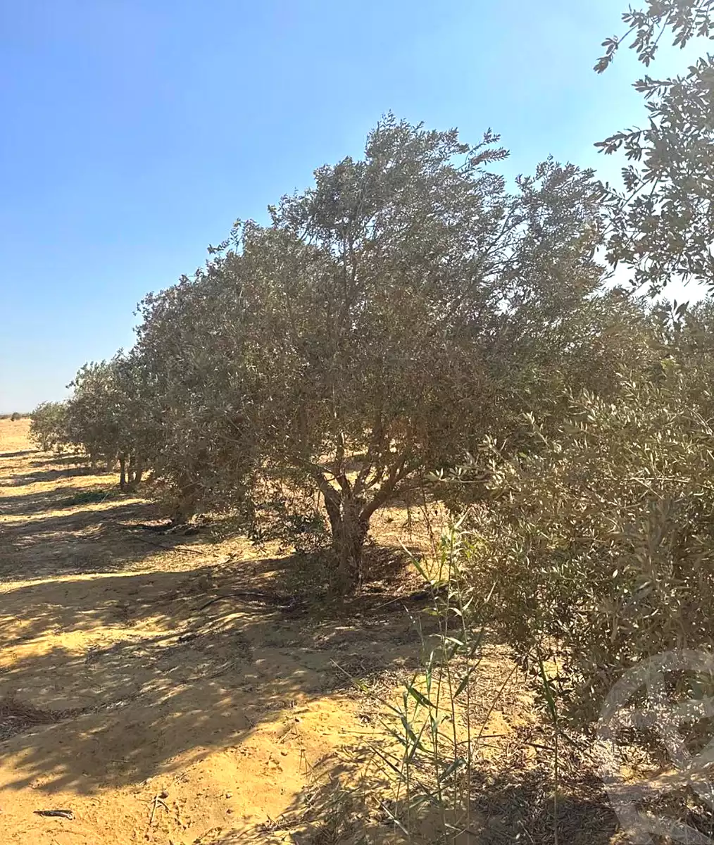 https://aqarmap.com.eg/ar/listing/6858364-for-sale-el-fayoum-asyut-rd