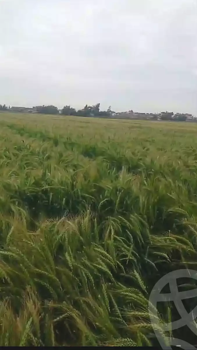 https://aqarmap.com.eg/ar/listing/6860136-for-sale-kafr-el-sheikh-sidi-salem-sidi-salem-city