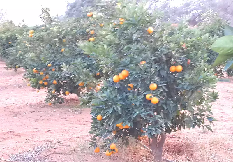https://aqarmap.com.eg/en/listing/6916381-for-sale-beheira-wadi-el-natrun