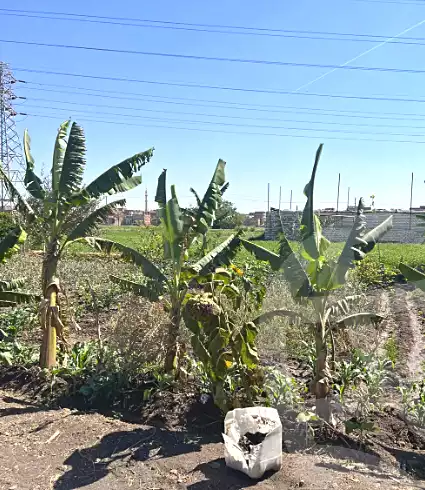 https://aqarmap.com.eg/en/listing/6971195-for-sale-sharqia-zagazig-haret-razna