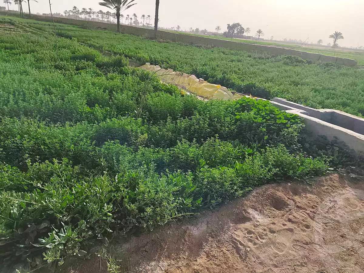 https://aqarmap.com.eg/en/listing/6978678-for-sale-ismailia-abu-sweer