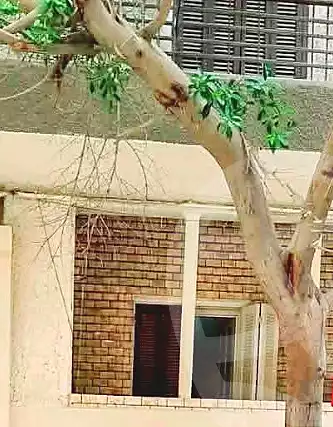 https://aqarmap.com.eg/en/listing/7018990-for-sale-cairo-el-haram