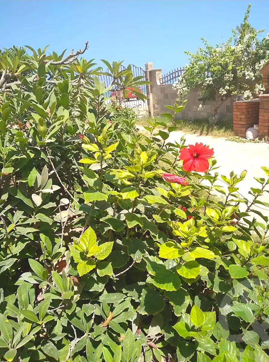 https://aqarmap.com.eg/ar/listing/7028196-for-sale-alexandria-al-agamy-lbytsh-bianchiii