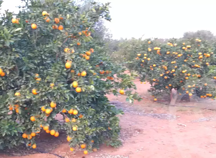 https://aqarmap.com.eg/ar/listing/7030666-for-sale-beheira-wadi-el-natrun