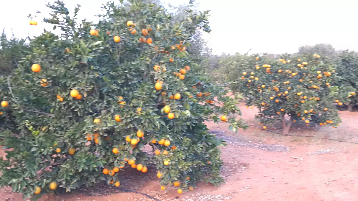 https://aqarmap.com.eg/ar/listing/7056801-for-sale-beheira-wadi-el-natrun