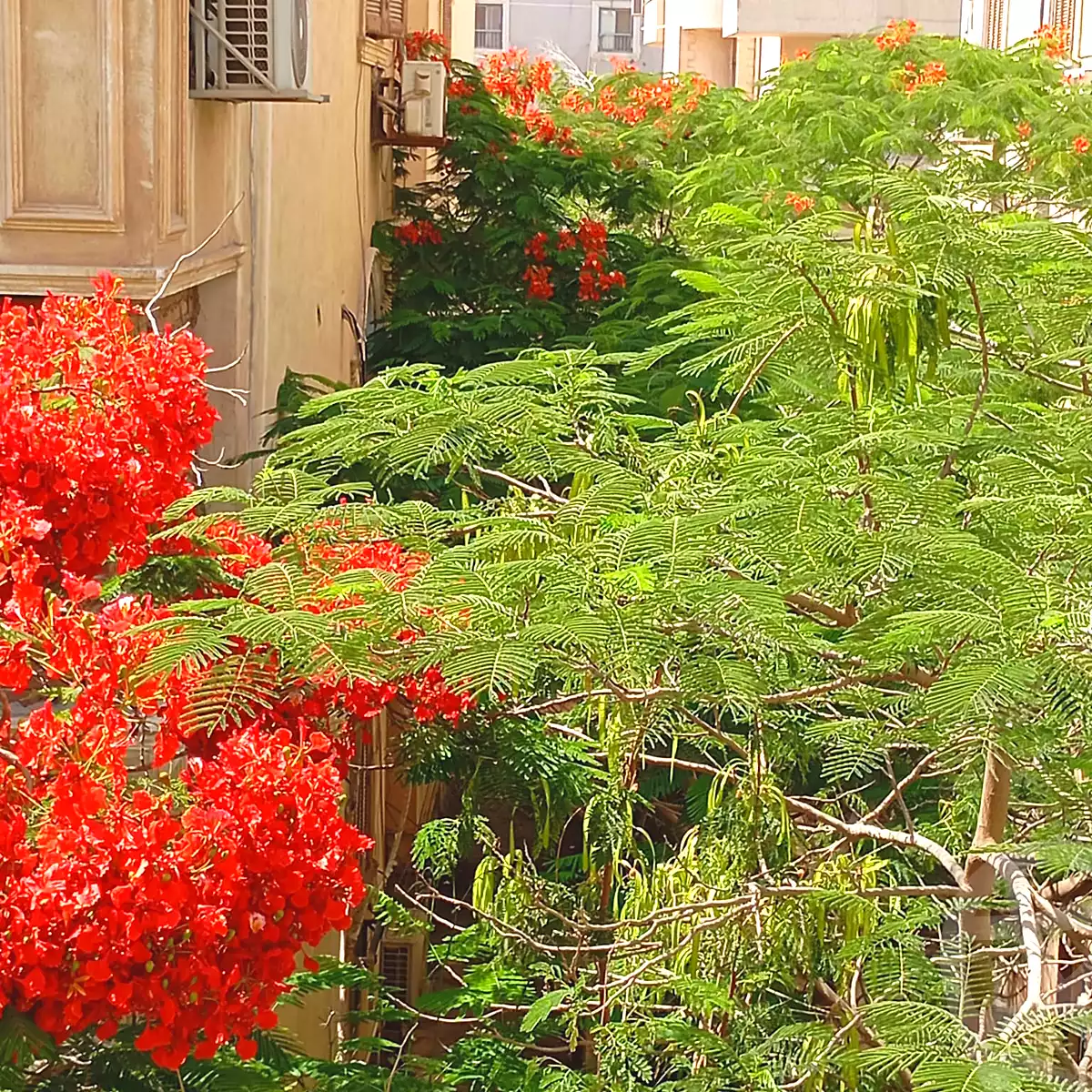 https://aqarmap.com.eg/ar/listing/7111586-for-rent-cairo-new-cairo-el-ahyaa-fourth-neighborhood-street-6