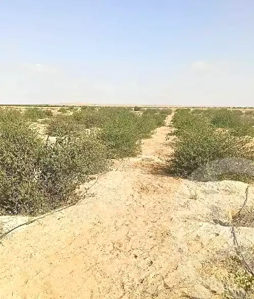 https://aqarmap.com.eg/en/listing/7137989-for-sale-beheira-wadi-el-natrun