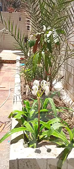 https://aqarmap.com.eg/ar/listing/7139847-for-sale-alexandria-al-agamy-el-hanouvel