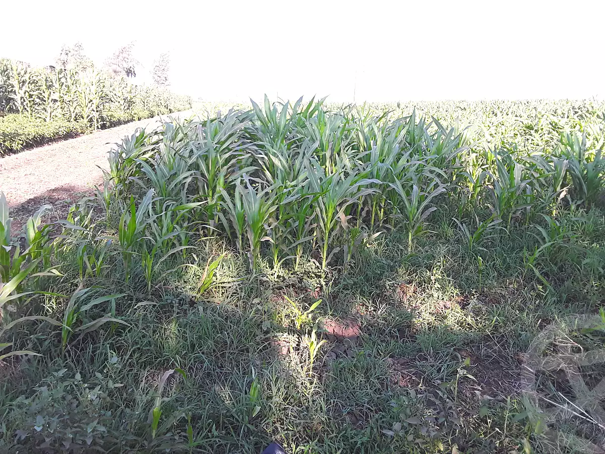 https://aqarmap.com.eg/en/listing/7143127-for-sale-dakahlia-aga-shewa-el-sharkeya
