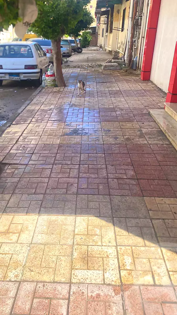 https://aqarmap.com.eg/en/listing/7144634-for-sale-alexandria-moharram-bey-tryq-qn-lswys