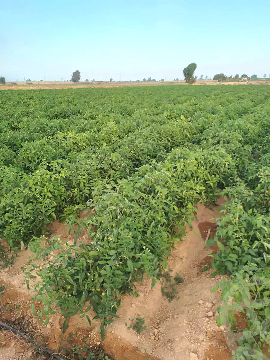 https://aqarmap.com.eg/ar/listing/7254939-for-sale-alexandria-cairo-alexandria-desert-road