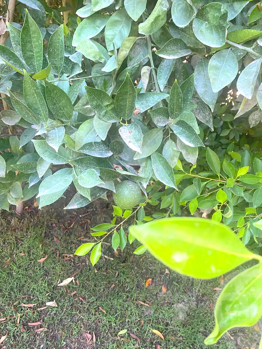 https://aqarmap.com.eg/en/listing/7258083-for-sale-cairo-el-mansuriyyah-el-saliba