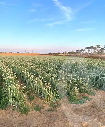 https://aqarmap.com.eg/en/listing/7261500-for-sale-el-fayoum-tamiya-tamiyyah-city