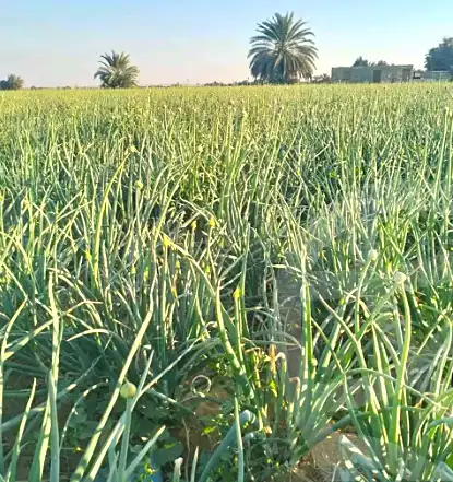 https://aqarmap.com.eg/en/listing/7273554-for-sale-el-fayoum-tamiya