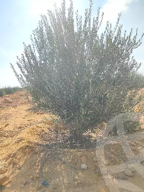 https://aqarmap.com.eg/en/listing/7299013-for-sale-suez-el-ganain-geneffe