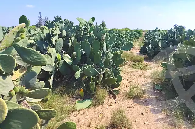 https://aqarmap.com.eg/en/listing/7315431-for-sale-beheira-wadi-el-natrun