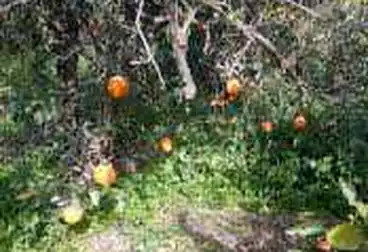 Agricultural land for sale, planted with fruitful orange tree