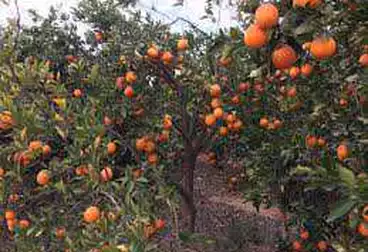 Agricultural land for sale, planted with fruitful orange tree