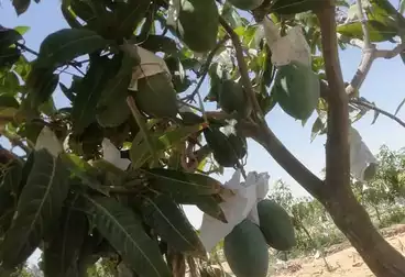أرض زراعية للبيع