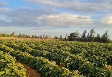 Farm For sale