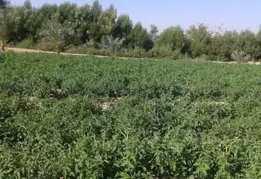أرض زراعية للبيع
