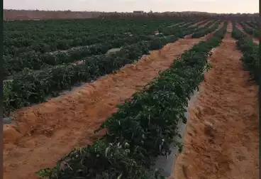 Farm For sale