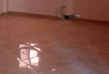 Apartments For rent - 2 rooms - floor 3