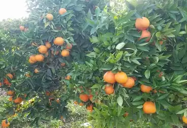 Farm For sale