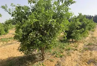 أرض زراعية للبيع