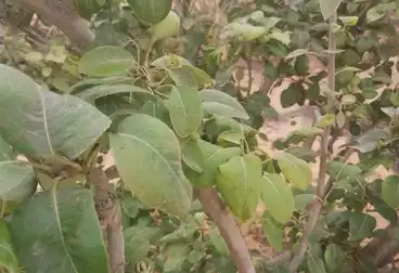 أرض زراعية للبيع