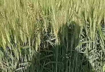 Farm For sale