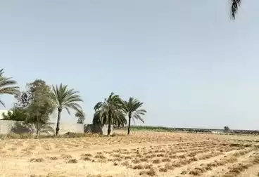 Farm For sale