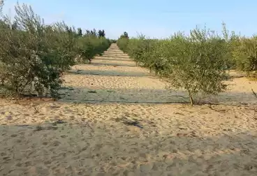 Farm For sale