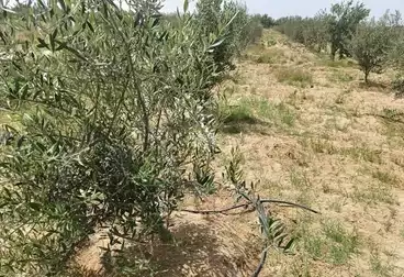 Farm For sale