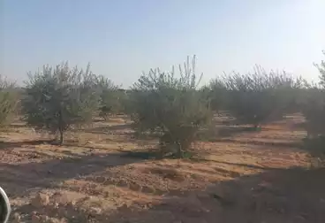 أرض زراعية للبيع